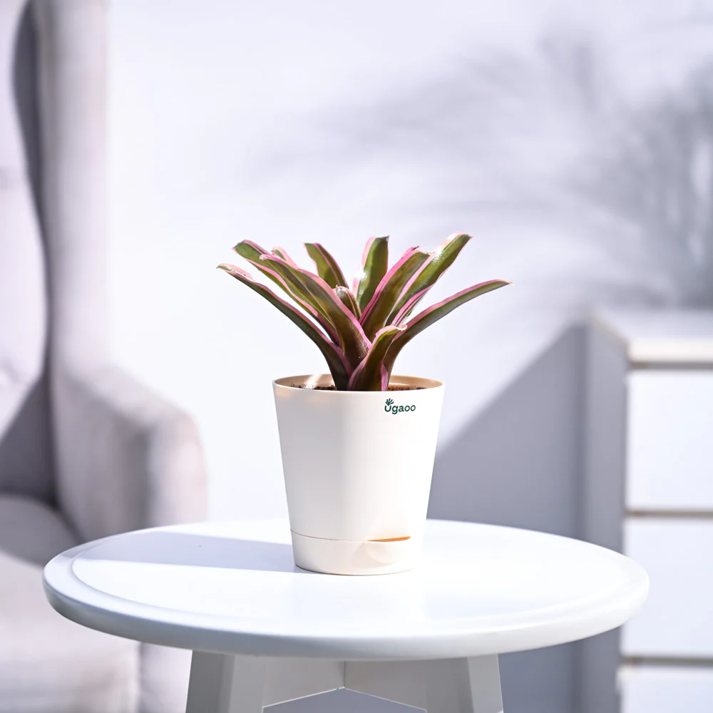 Red Bromeliad - Image 12