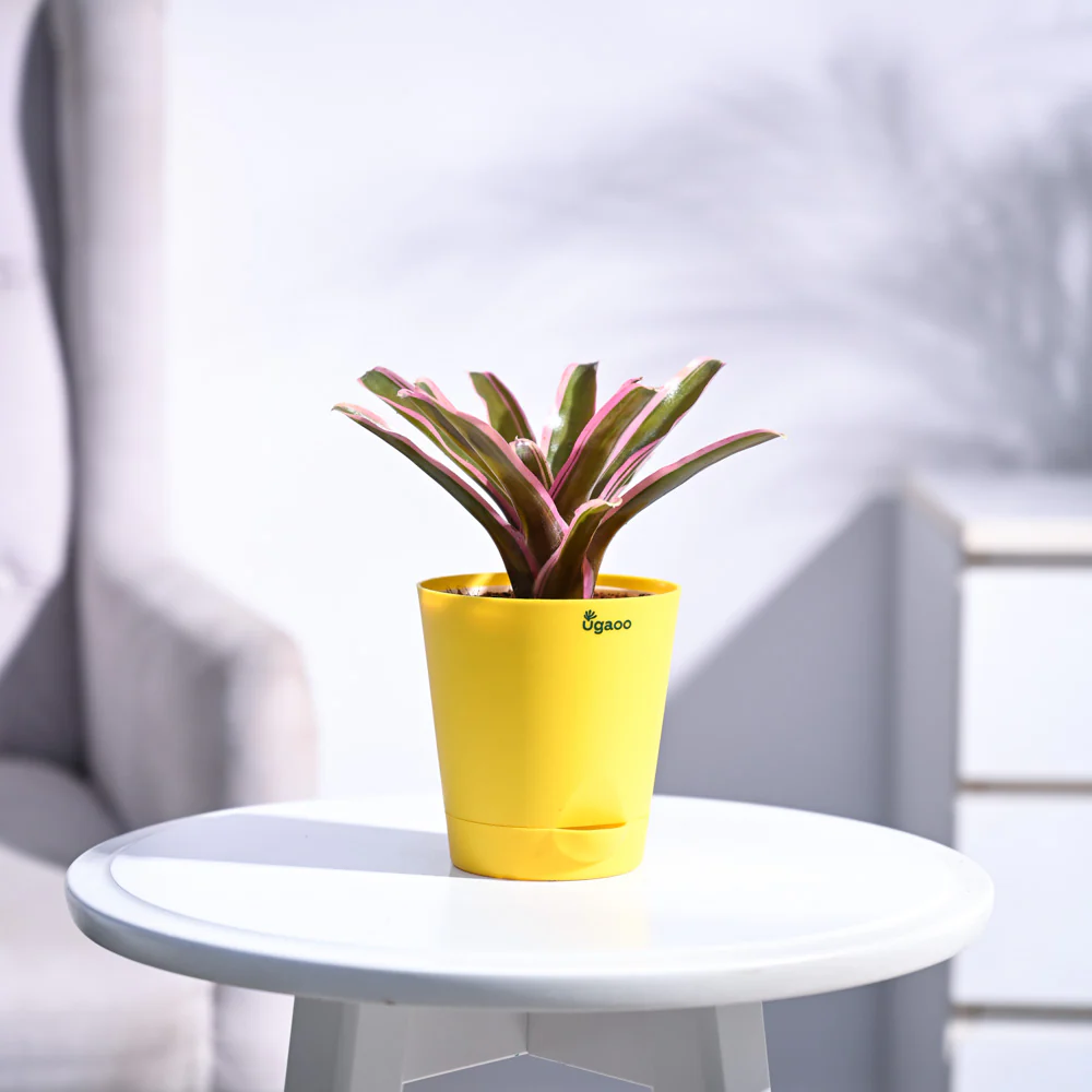 Red Bromeliad - Image 16