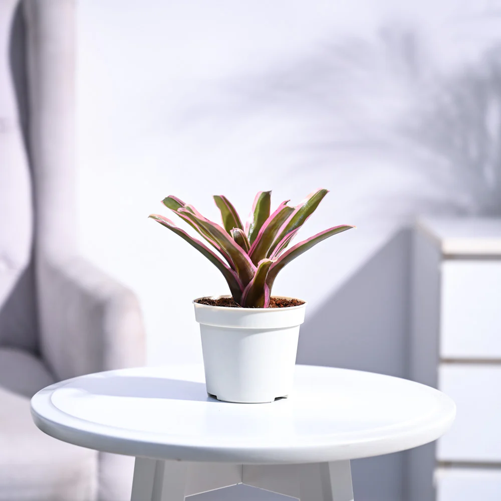 Red Bromeliad - Image 2