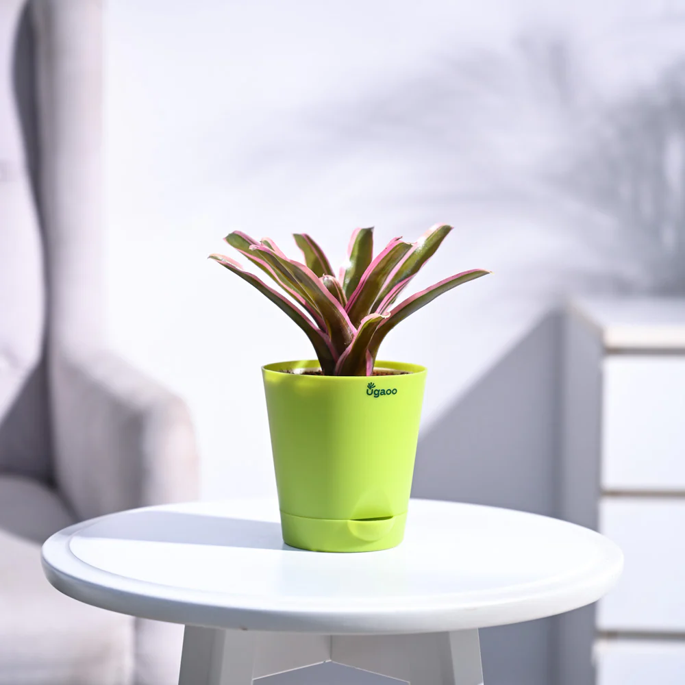 Red Bromeliad - Image 20