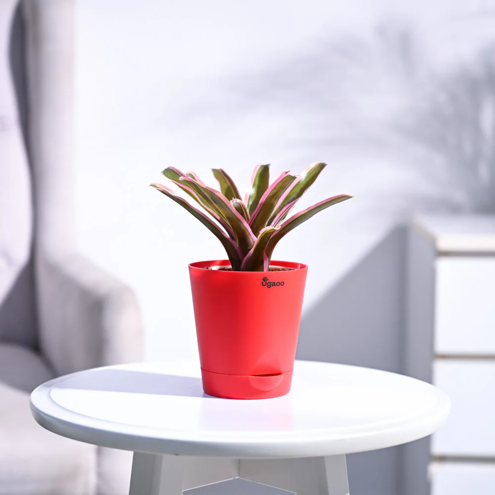 Red Bromeliad - Image 24
