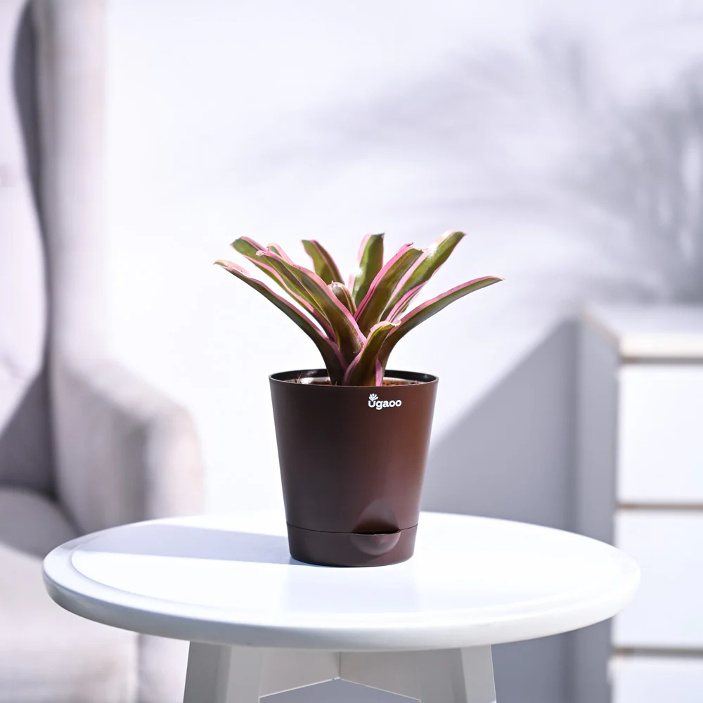 Red Bromeliad - Image 28