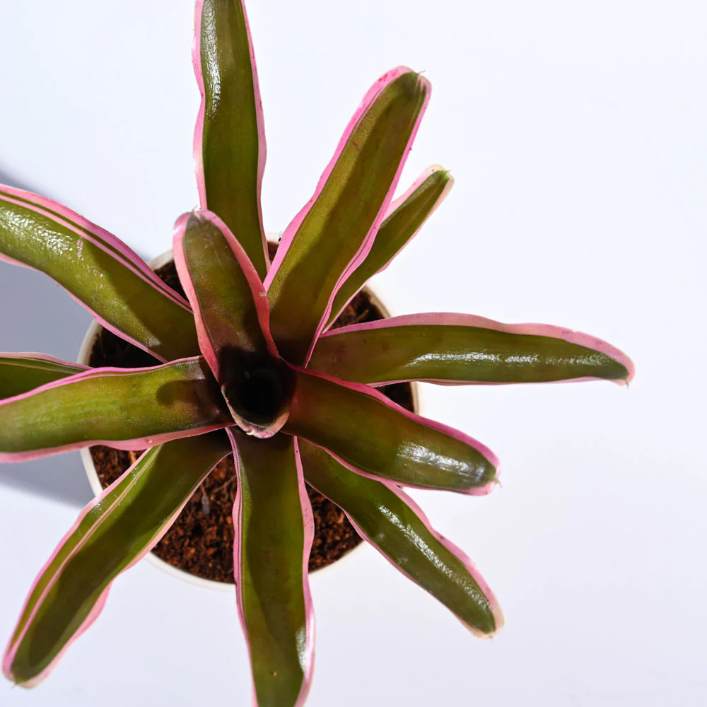 Red Bromeliad - Image 29