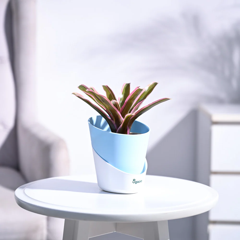 Red Bromeliad - Image 32