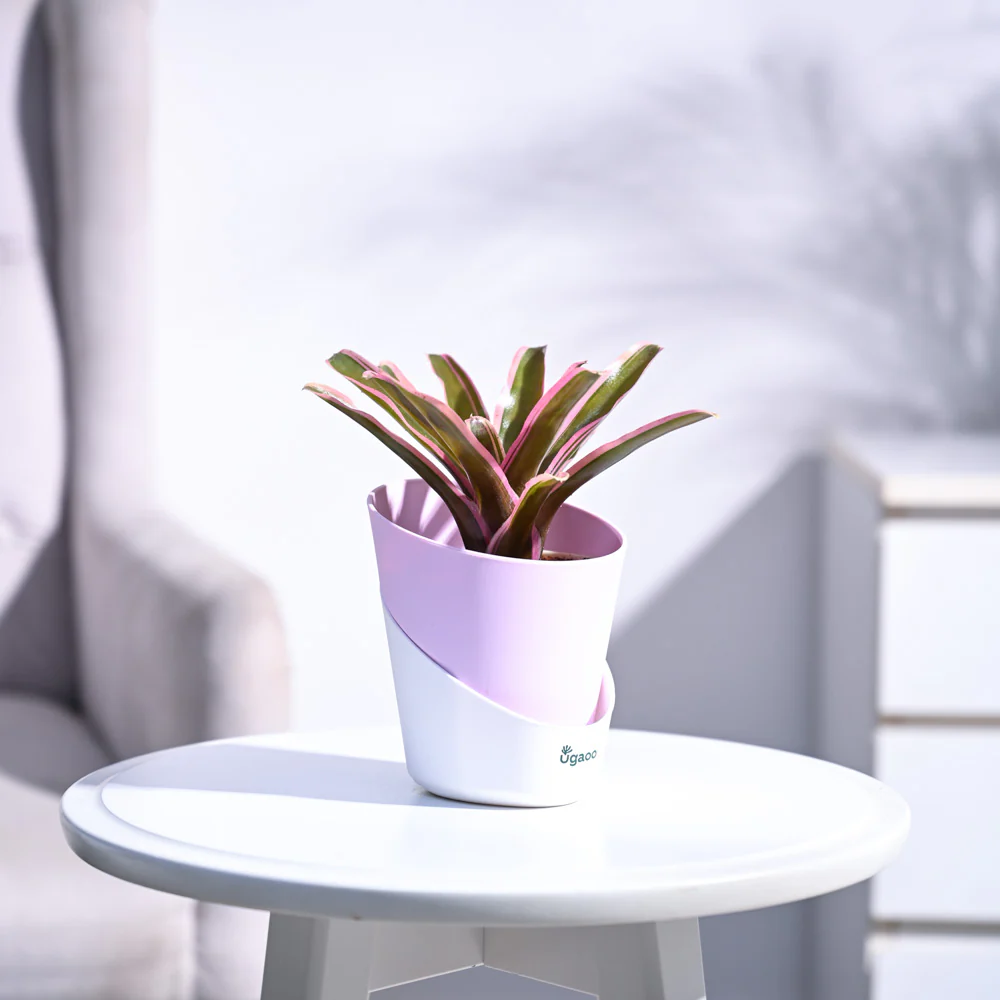 Red Bromeliad - Image 36