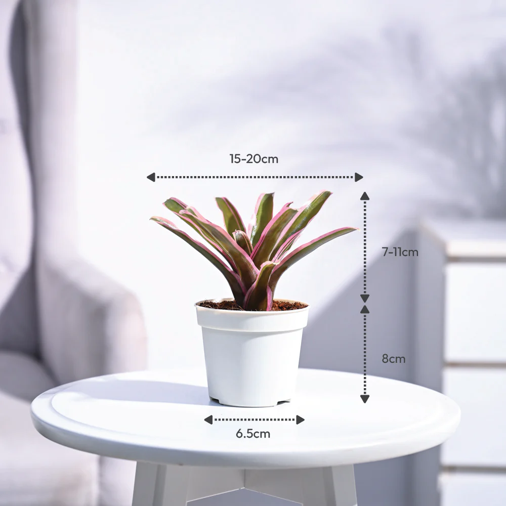 Red Bromeliad - Image 4