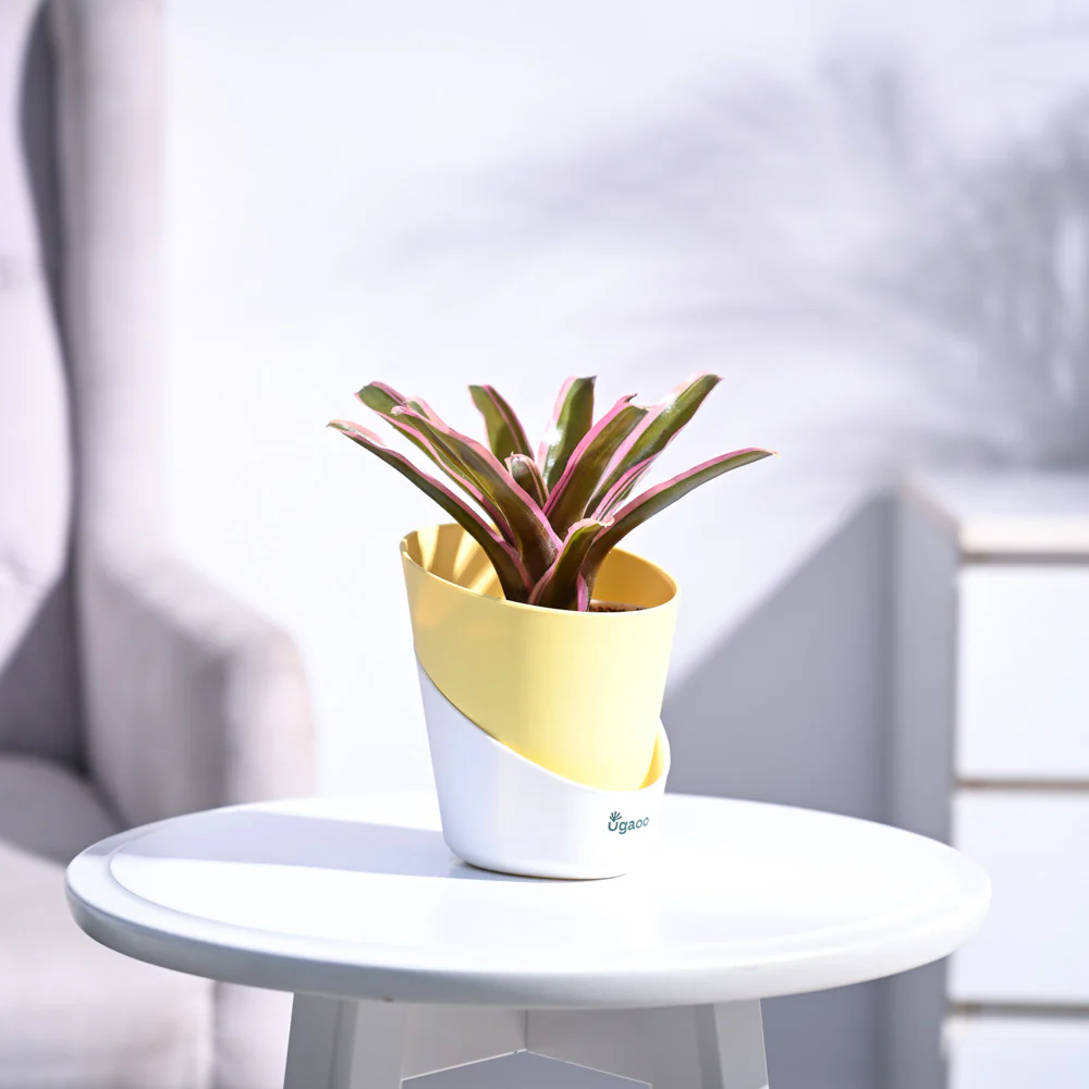 Red Bromeliad - Image 40