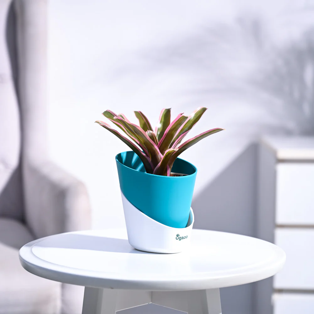 Red Bromeliad - Image 44