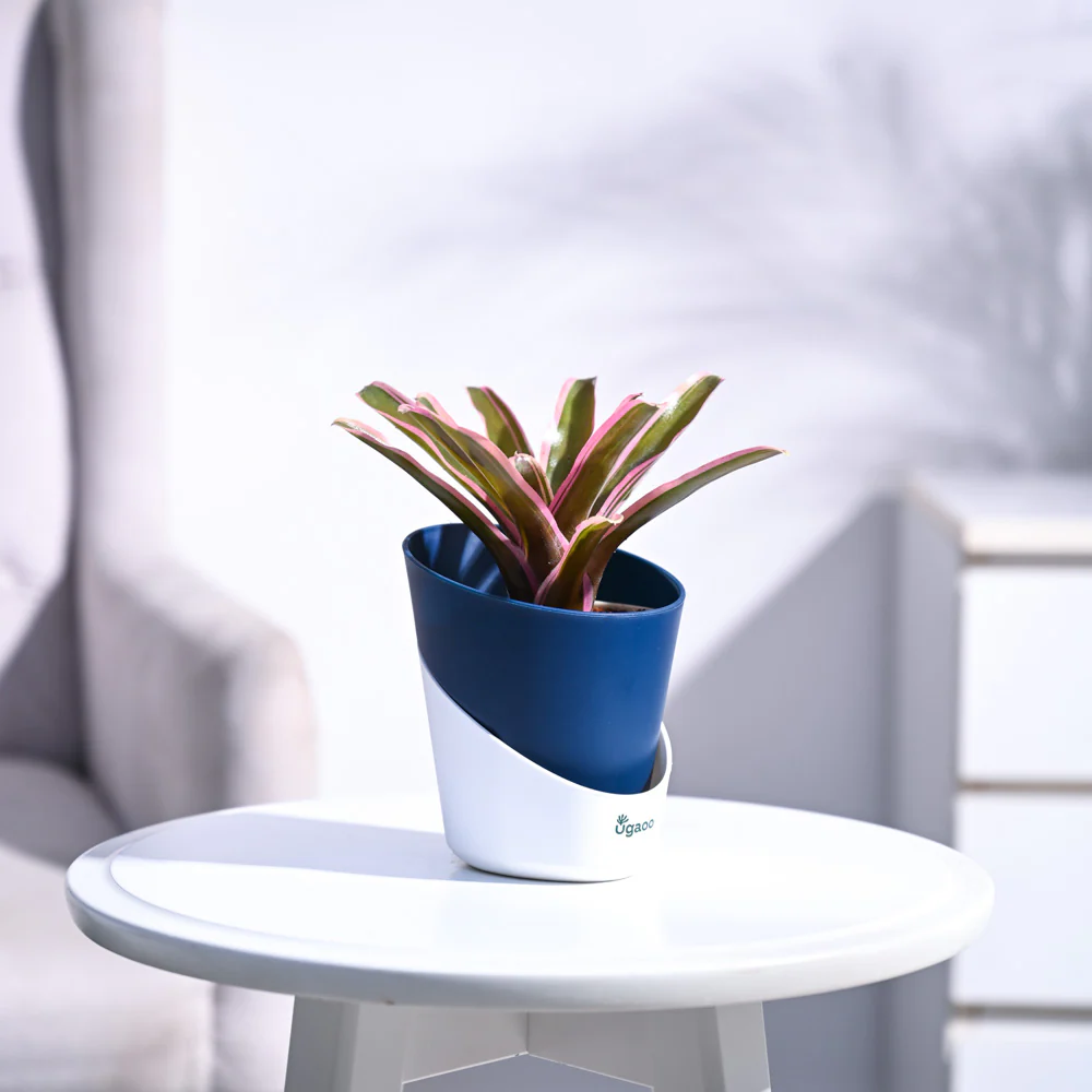 Red Bromeliad - Image 48