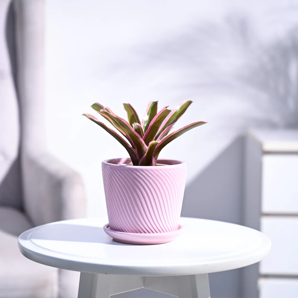 Red Bromeliad - Image 64