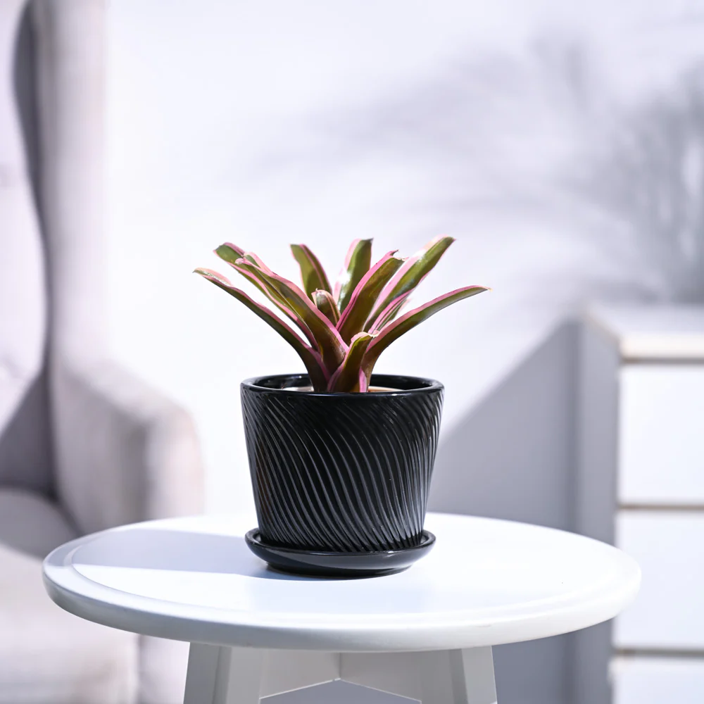 Red Bromeliad - Image 68