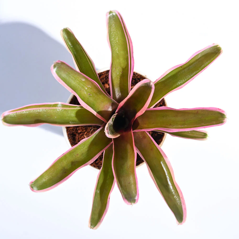 Red Bromeliad - Image 7