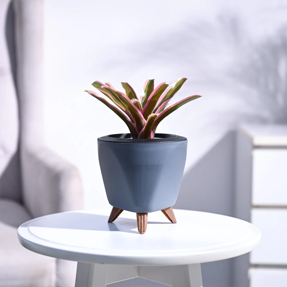 Red Bromeliad - Image 75