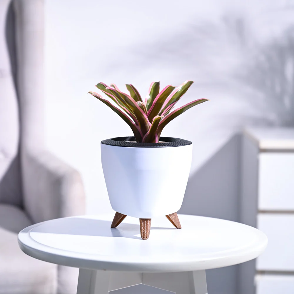 Red Bromeliad - Image 79