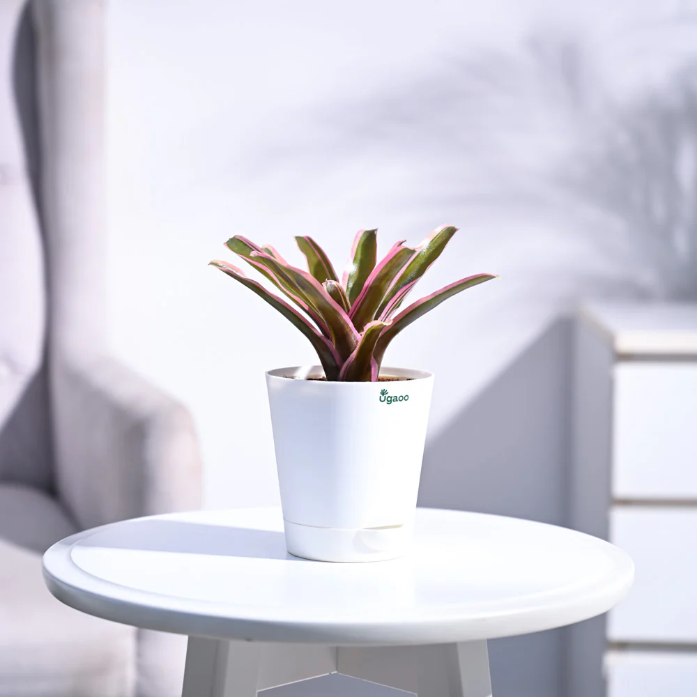 Red Bromeliad - Image 8