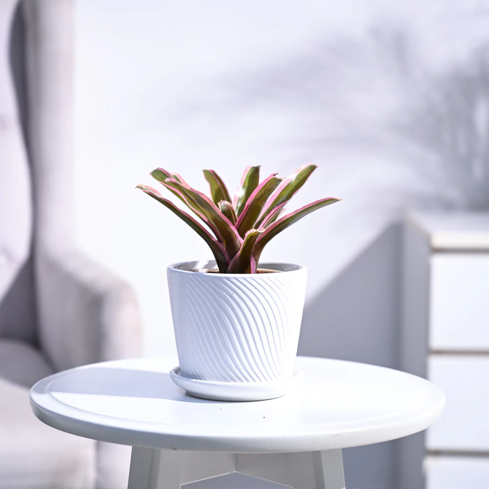 Red Bromeliad - Image 83
