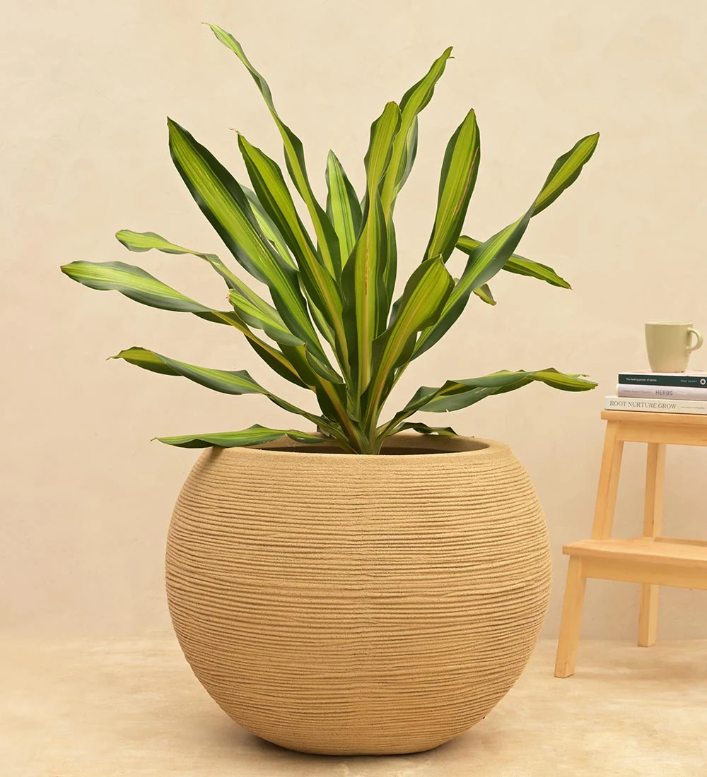 Rib Bowl Planter - Image 11