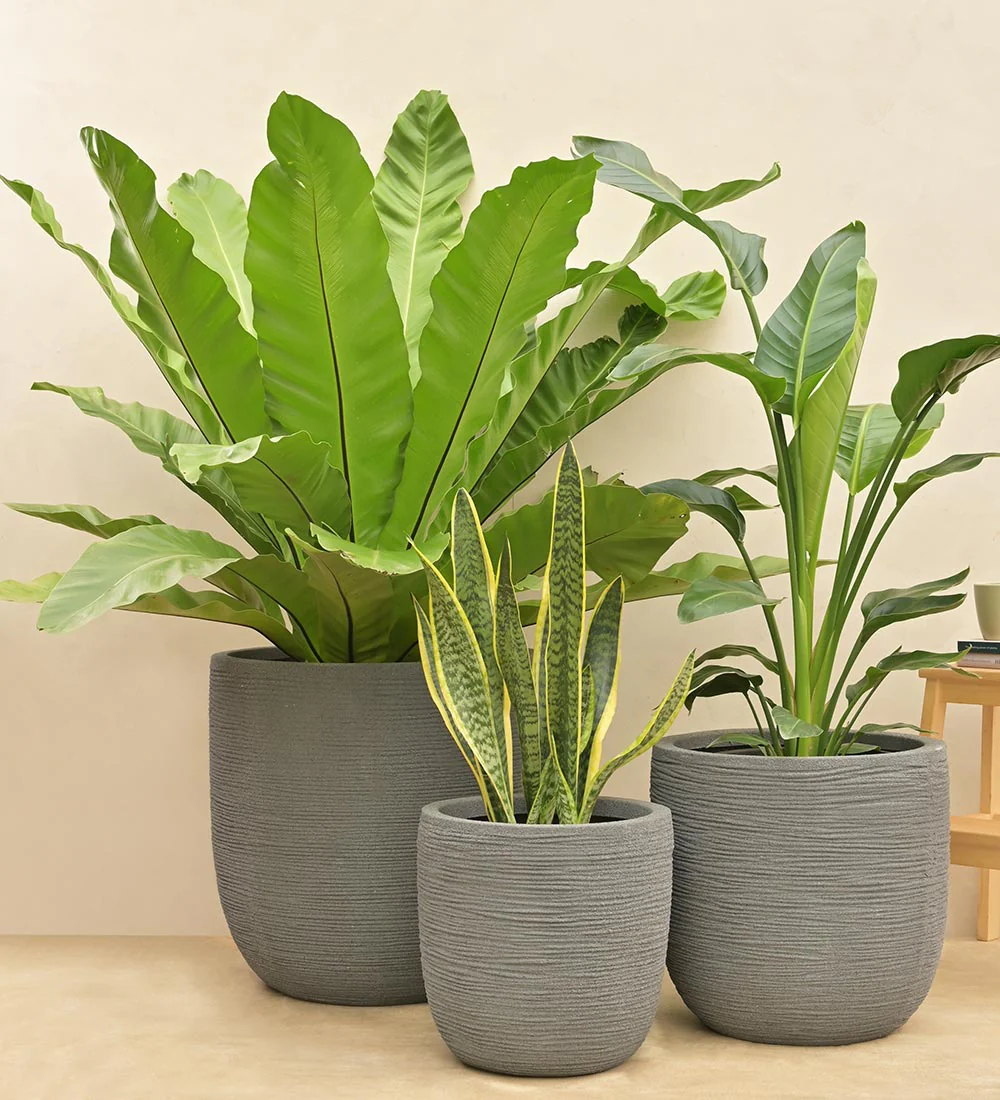 Rib Short Planter - Image 31