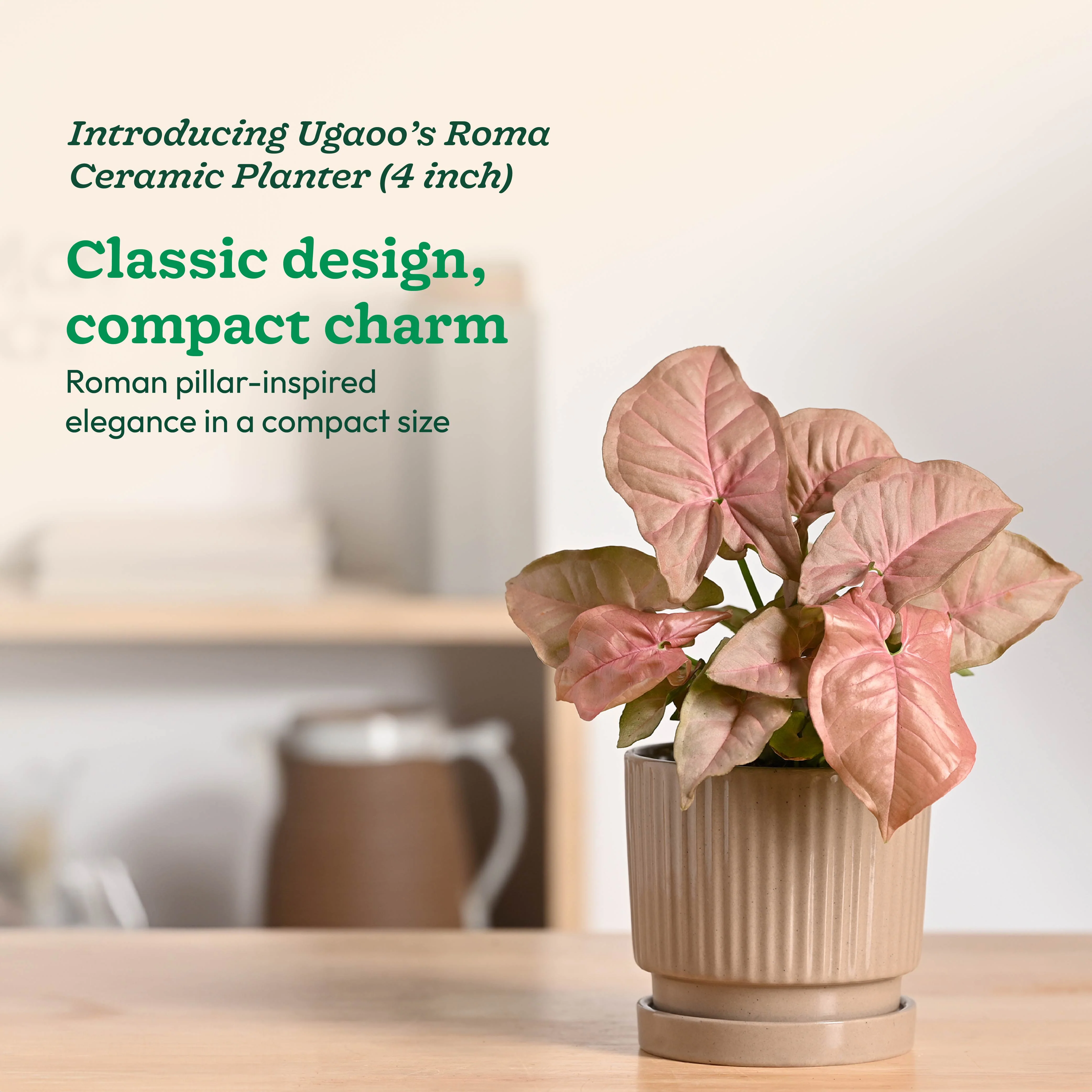 Roma Ceramic Pot - Image 13