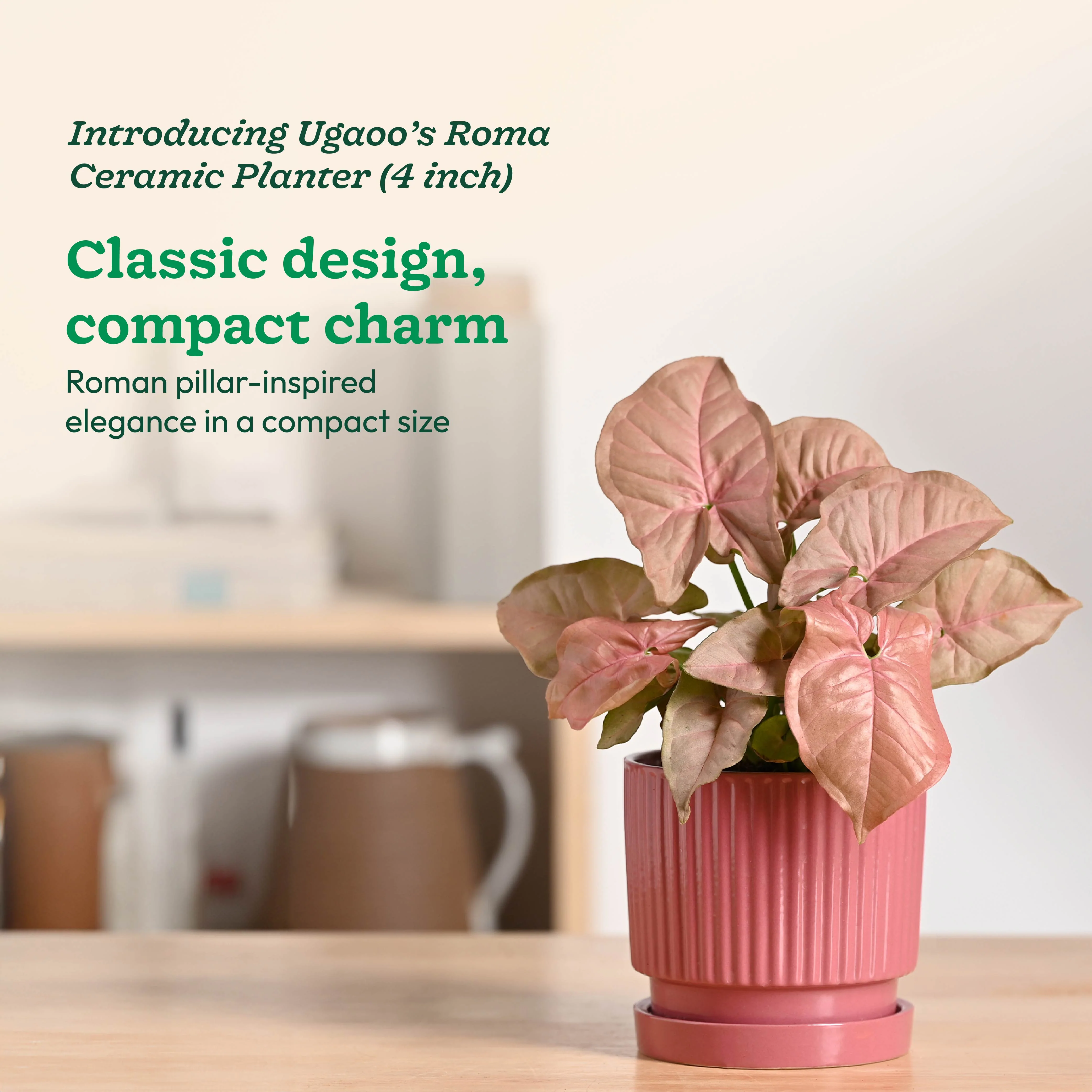 Roma Ceramic Pot - Image 16