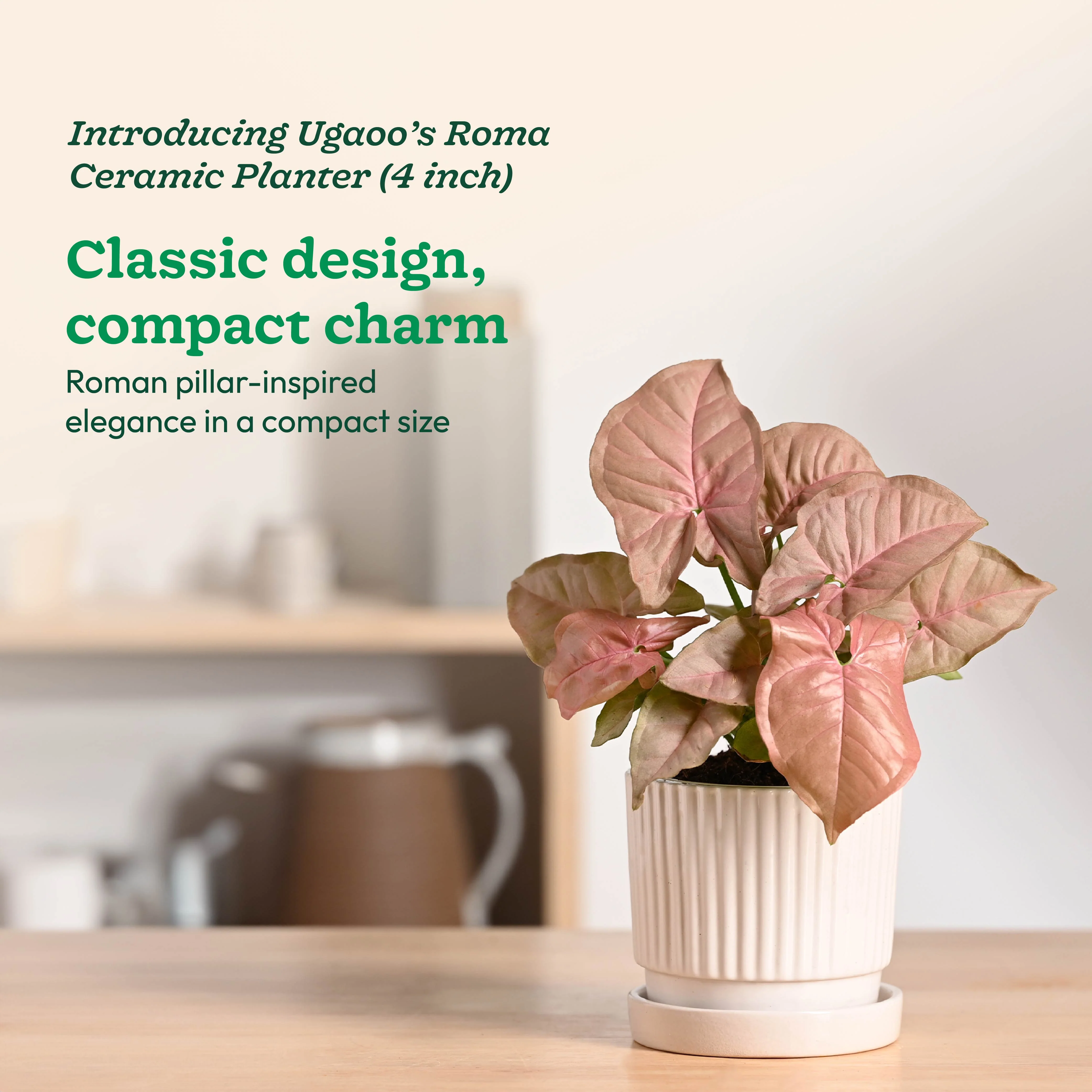 Roma Ceramic Pot - Image 30
