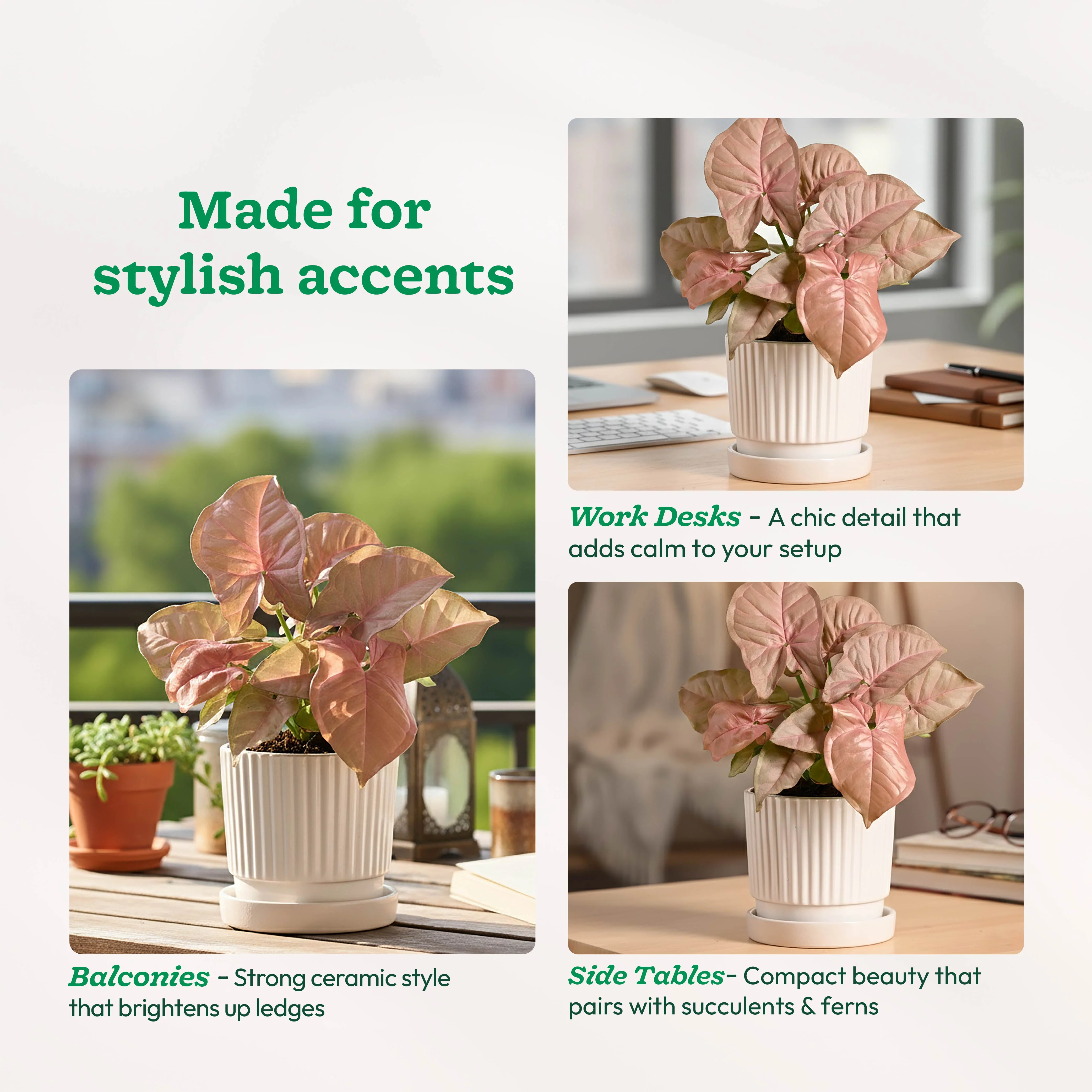 Roma Ceramic Pot - Image 9
