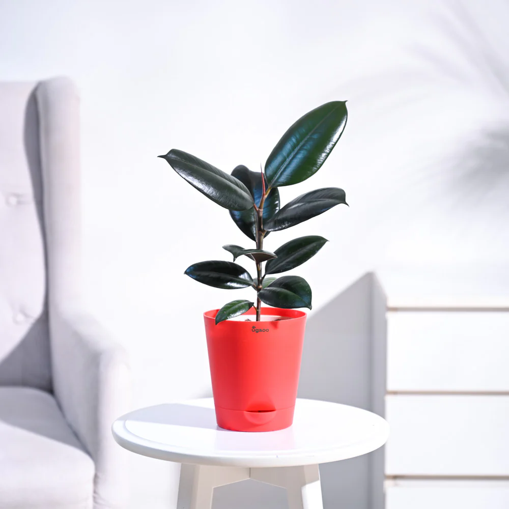 Rubber Plant - Image 11