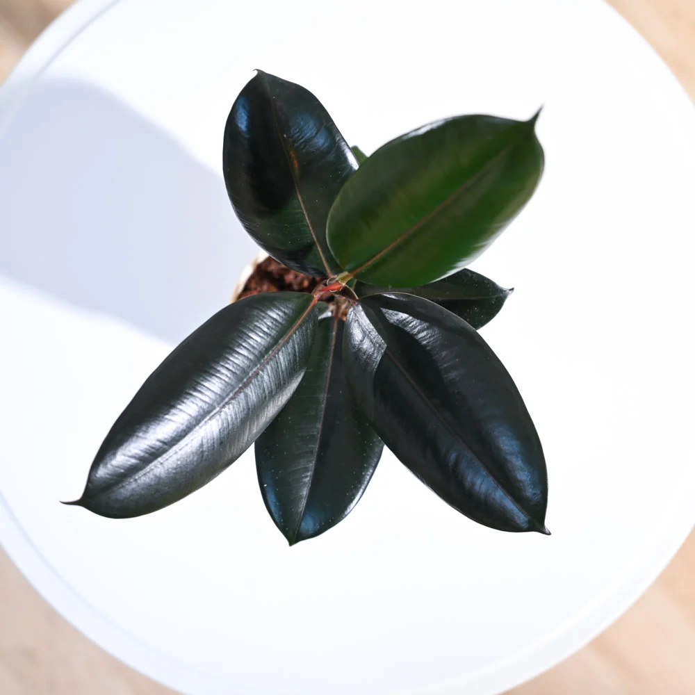 Rubber Plant - Image 33