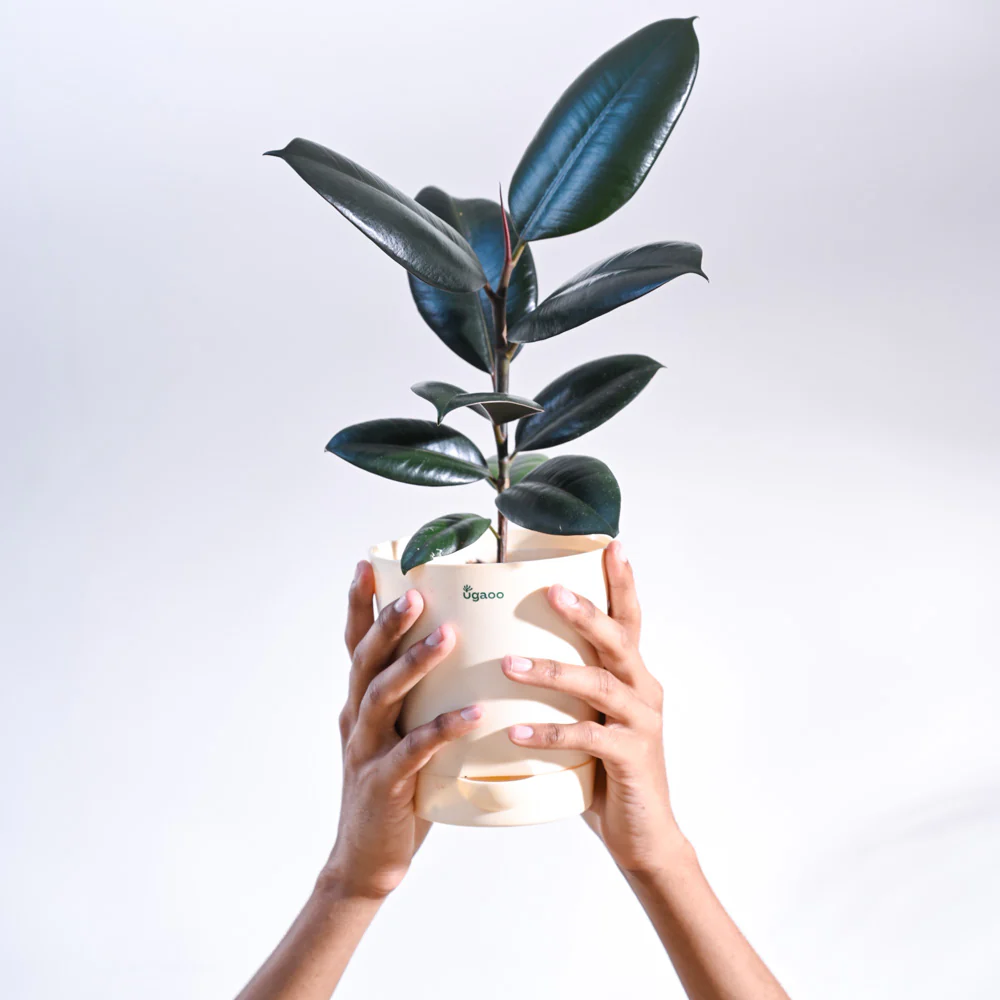 Rubber Plant - Image 35
