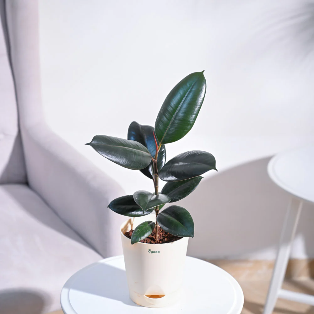 Rubber Plant - Image 38