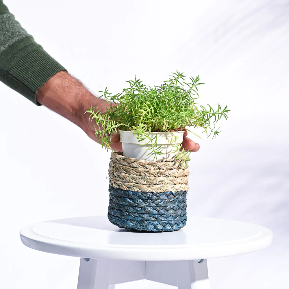 Sabai Grass Planter - Image 5