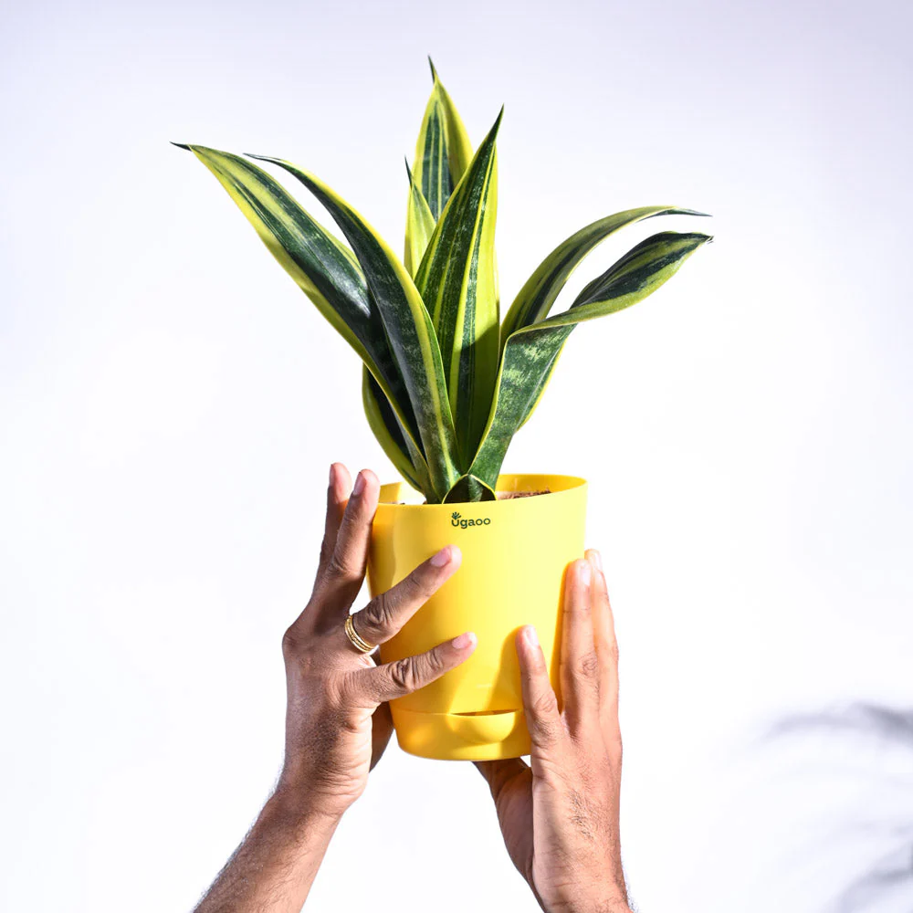 Sansevieria Gold Flame Snake Plant - Image 24
