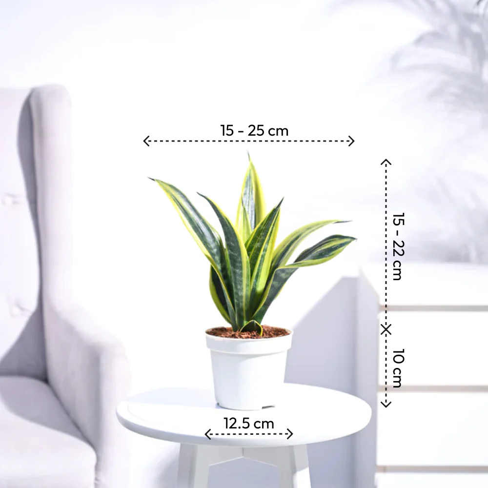 Sansevieria Gold Flame Snake Plant - Image 4