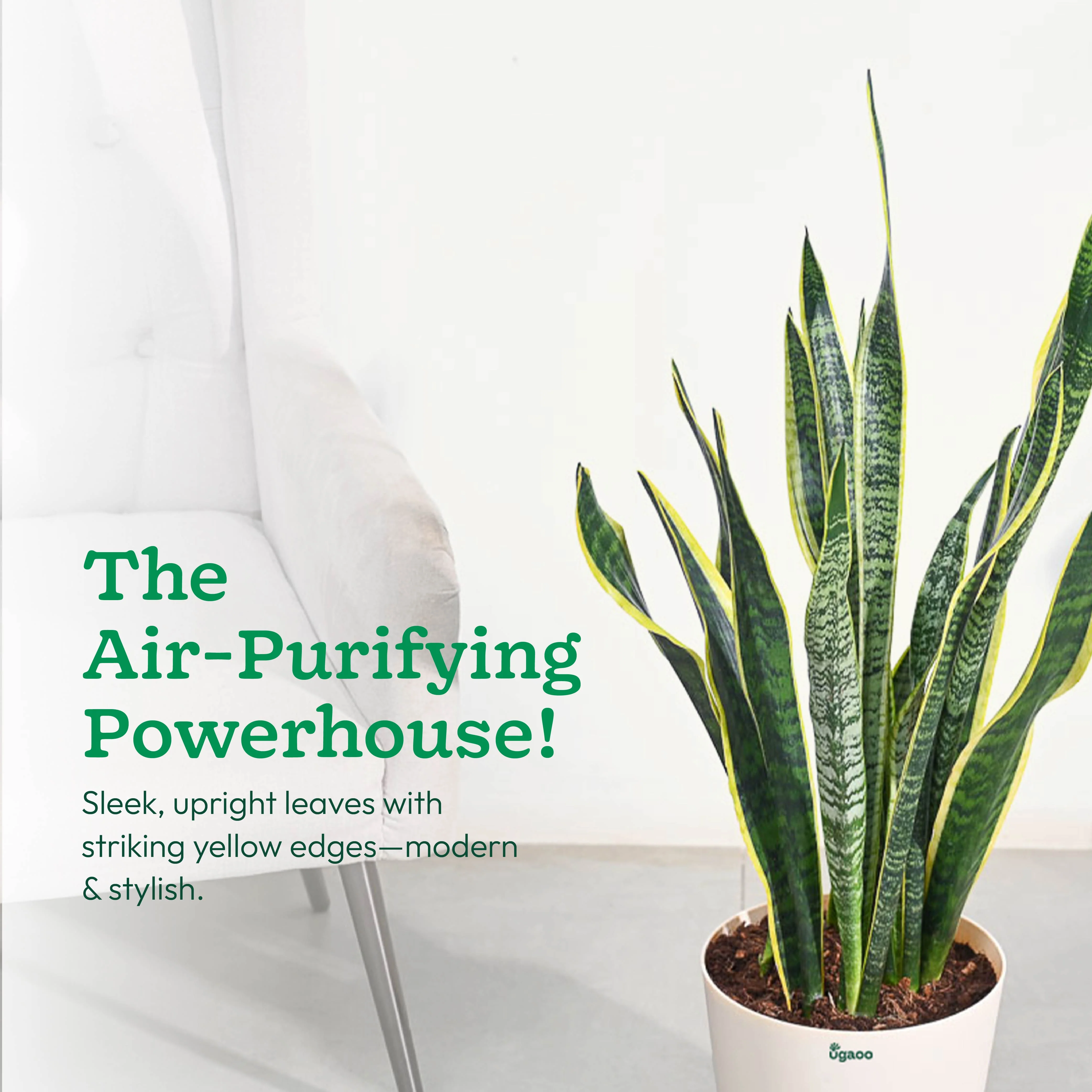 Sansevieria Laurentii Plant - XL - Image 3