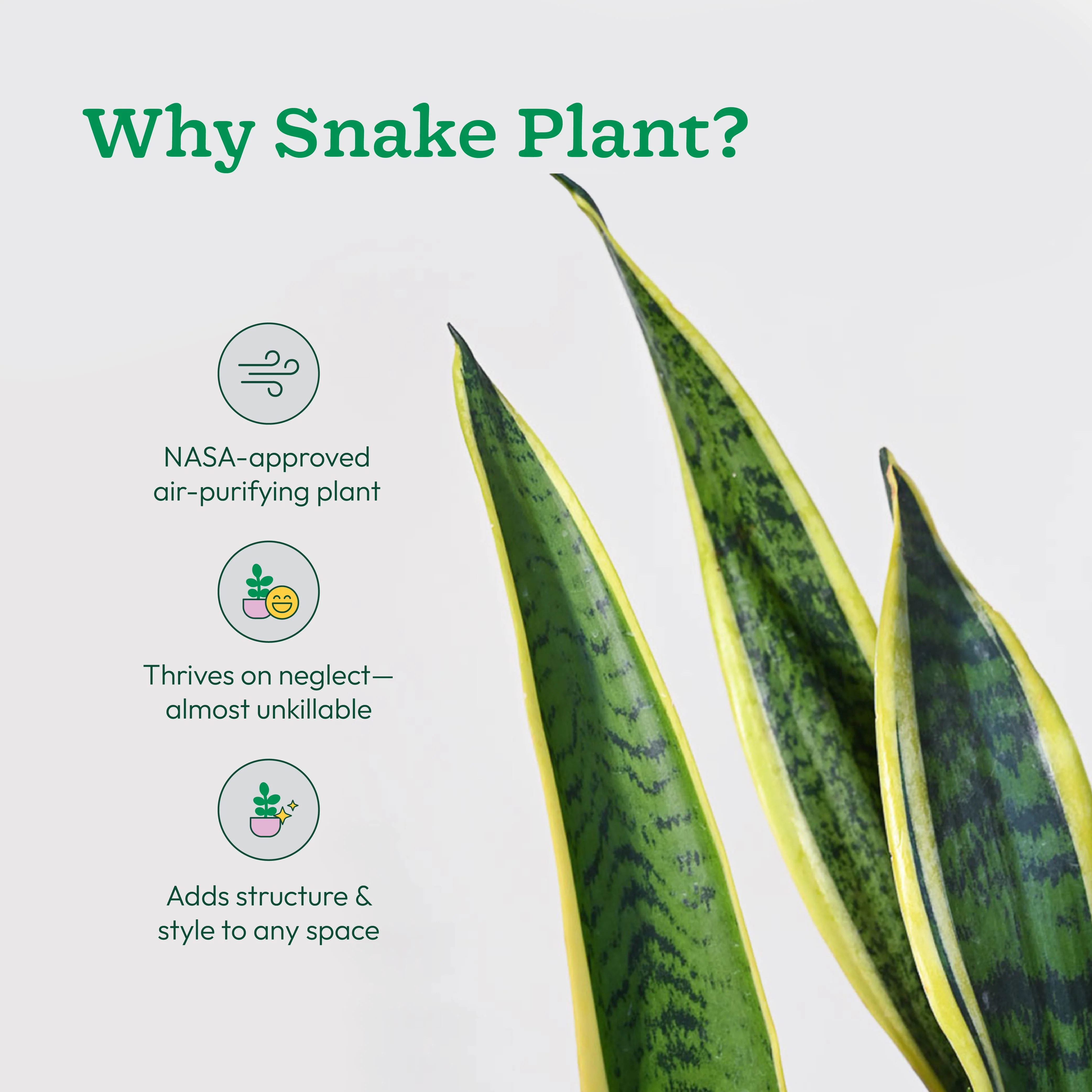 Sansevieria Laurentii Plant - XL - Image 4