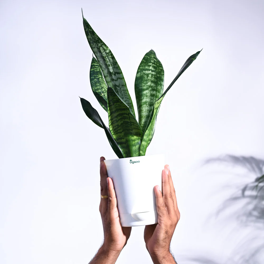 Sansevieria Superba Green - Snake Plant - Image 24