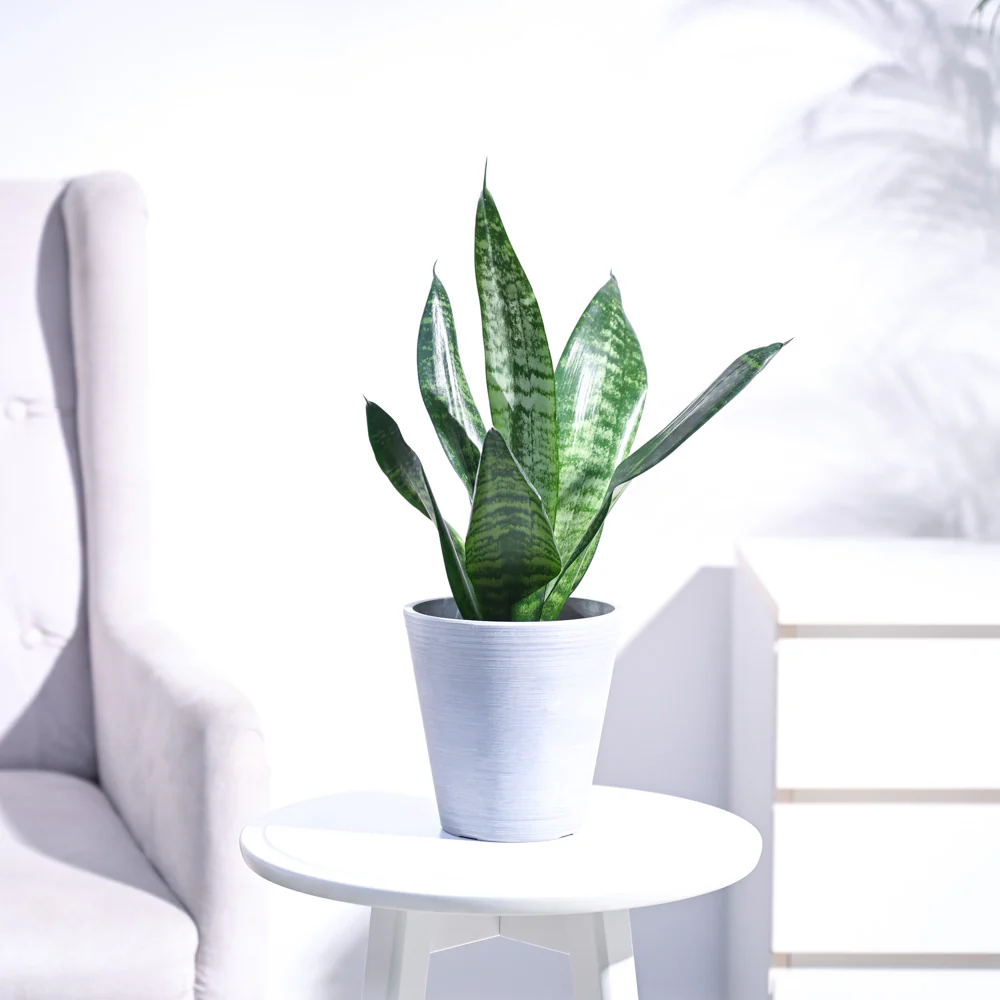 Sansevieria Superba Green - Snake Plant - Image 30