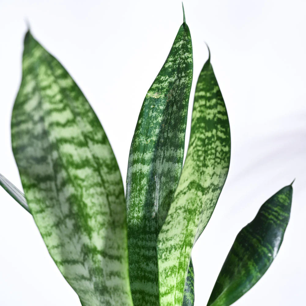 Sansevieria Superba Green - Snake Plant - Image 31