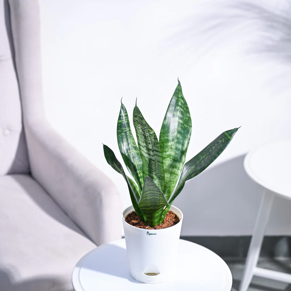 Sansevieria Superba Green - Snake Plant - Image 33