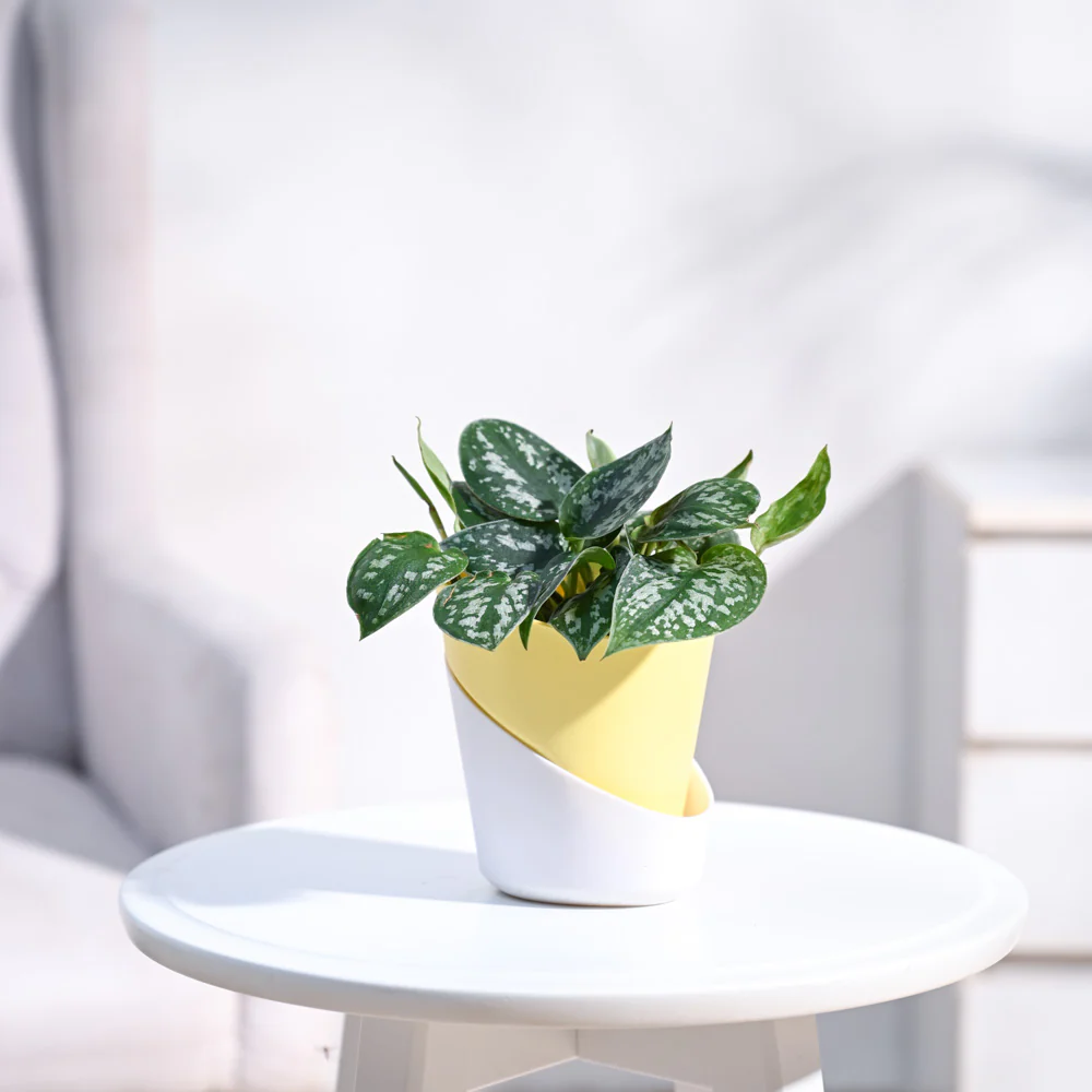 Satin Pothos Argyraeus - Image 10