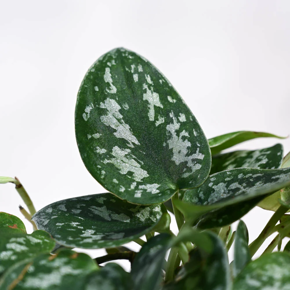 Satin Pothos Argyraeus - Image 24