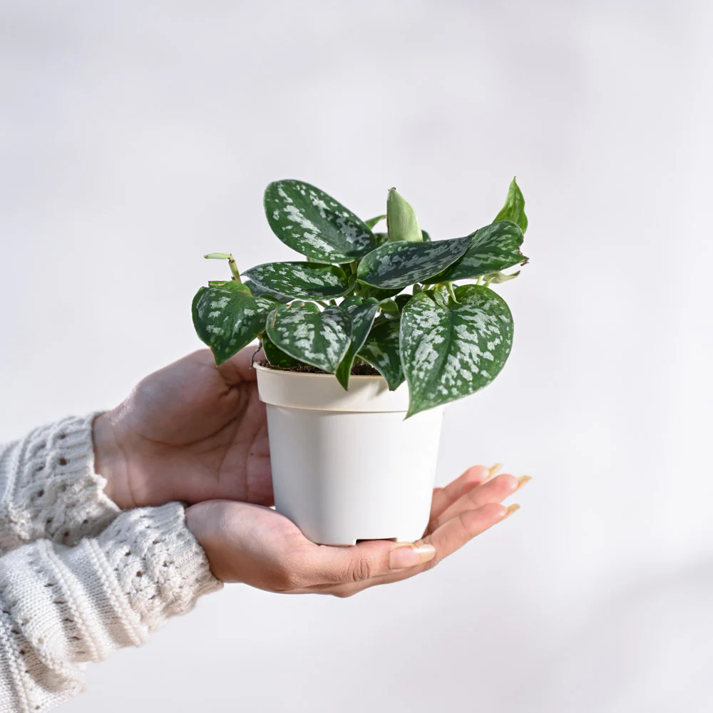Satin Pothos Argyraeus - Image 26