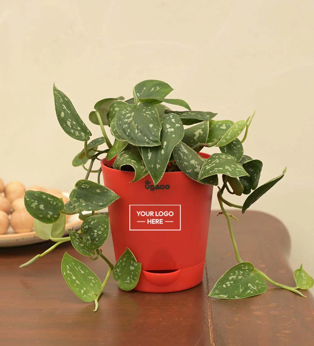 Satin Pothos Argyraeus Gift Hamper