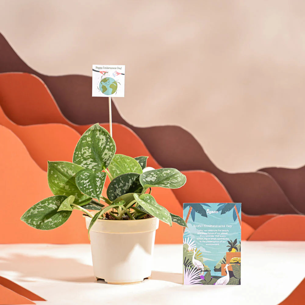 Satin Pothos Argyraeus-small For Environment Day Gifting - Image 33