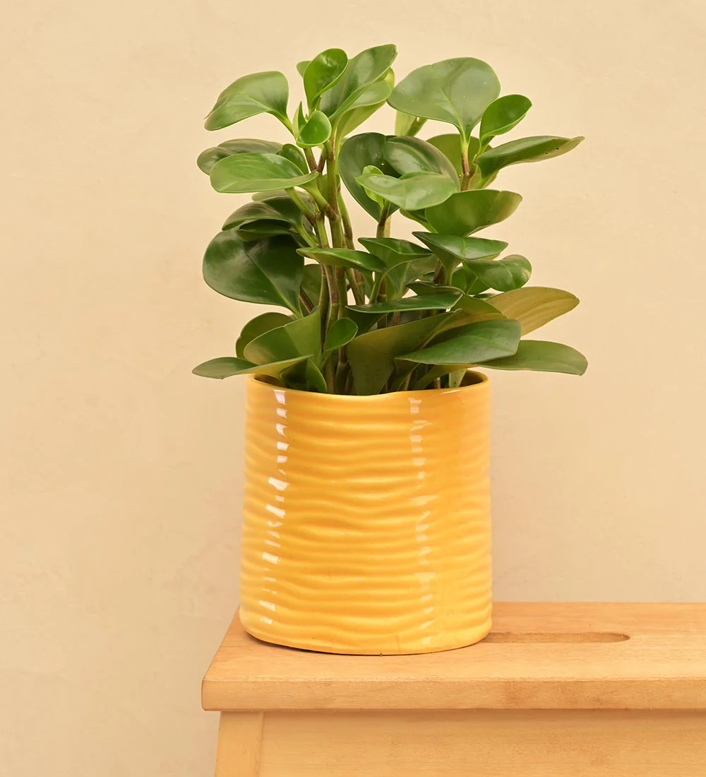 Sea Breeze Ceramic Planter - Image 25