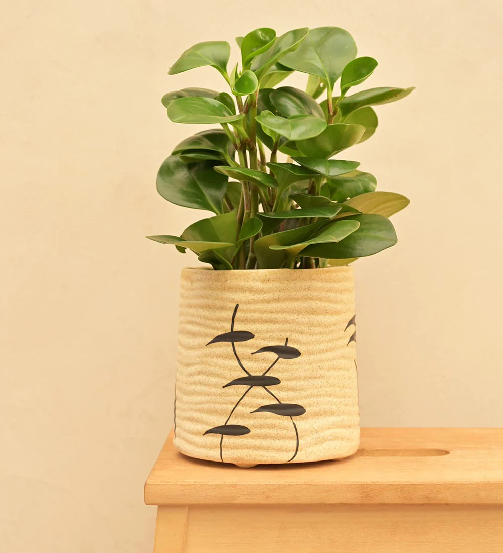 Sea Breeze Ceramic Planter - Image 37