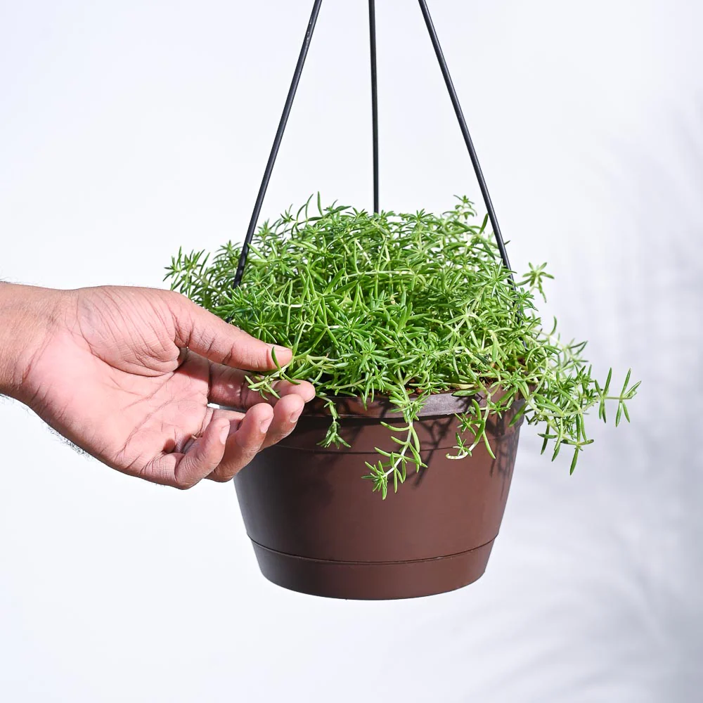 Sedum Golden With Hanging Pot - Image 3
