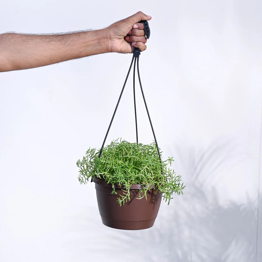 Sedum Golden With Hanging Pot - Image 5