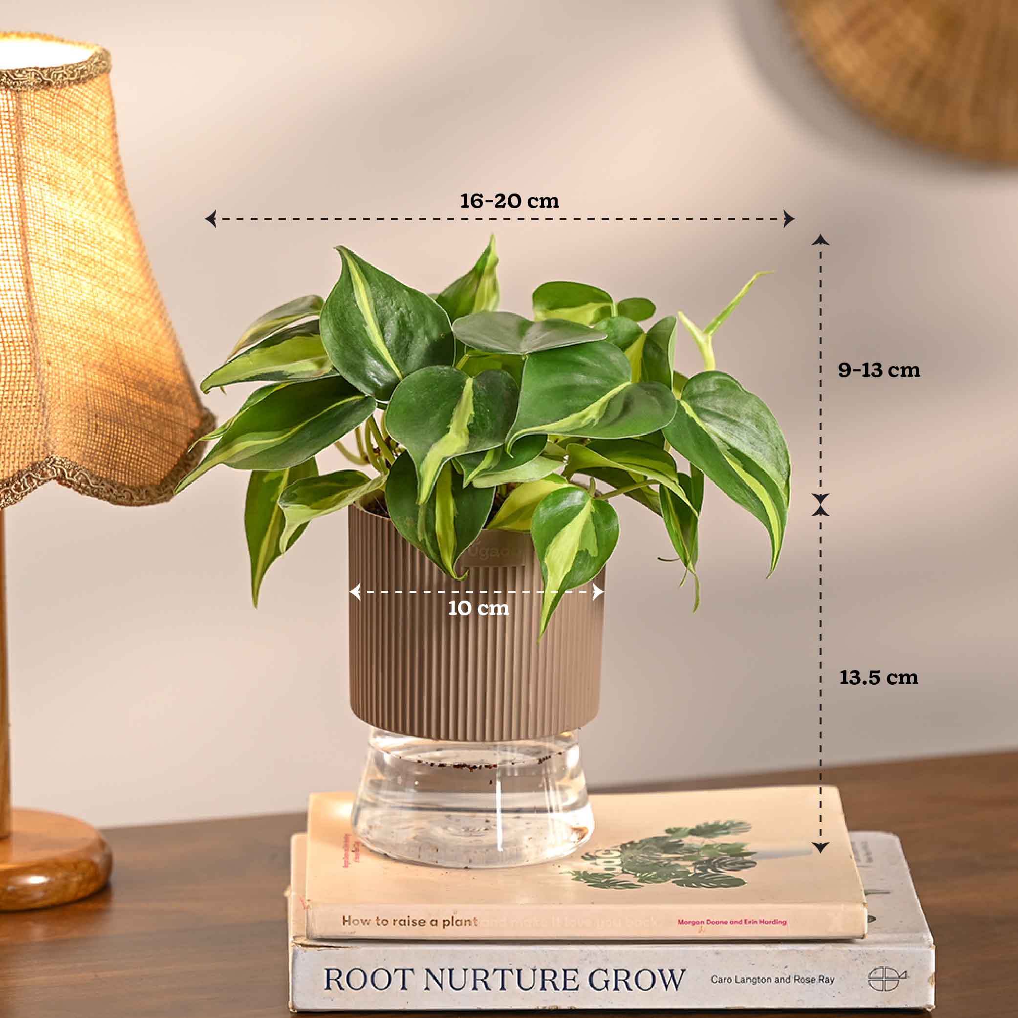 Set of 4 Indoor Plant Decor Bundle - Image 8