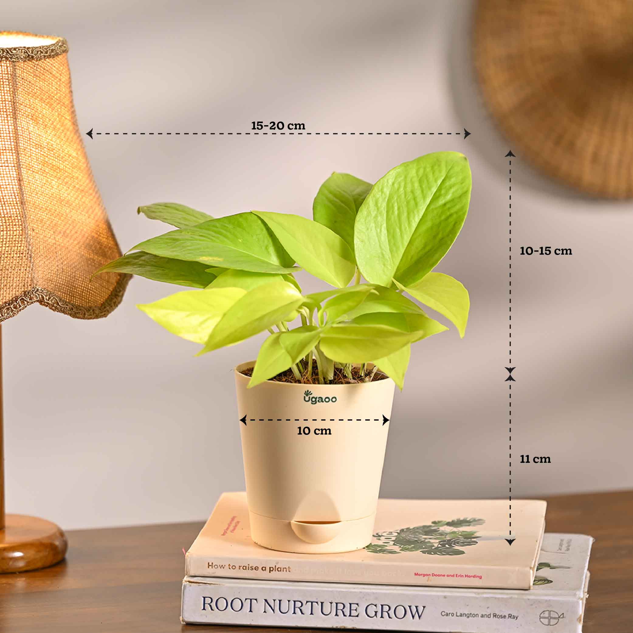 Set of 6 Living Room Decor Plant Bundle - Image 11